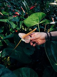 Close-up of hand holding leaf