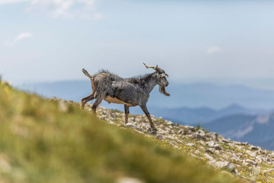 Wild goat running on stony slope against mountain ridge on sunny day in pyrenees