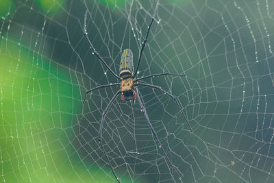 Close-up of spider and web