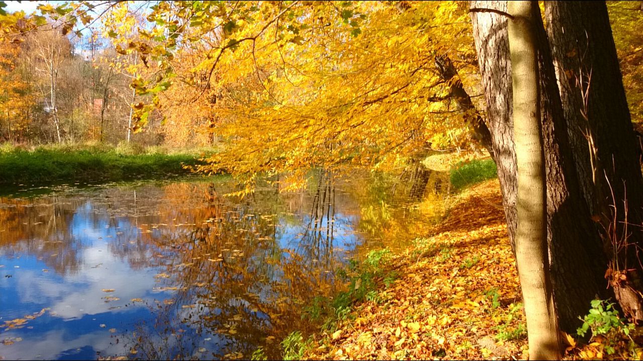 tree, water, reflection, tranquility, tranquil scene, lake, beauty in nature, autumn, nature, tree trunk, scenics, branch, growth, change, forest, season, river, pond, idyllic, outdoors