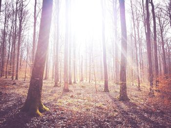 Sunlight streaming through trees in forest