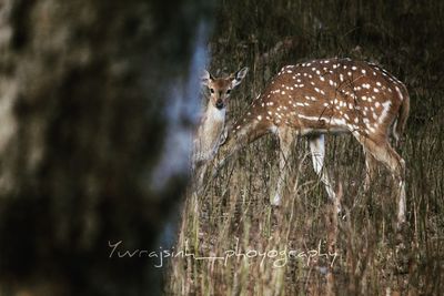 Deer in a forest