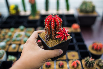 Close-up of hand holding red flowering plant