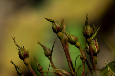 Close-up of wilted flower buds