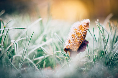 Close-up of mushroom growing on field