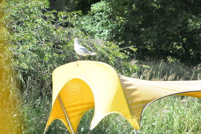 View of a bird on a field