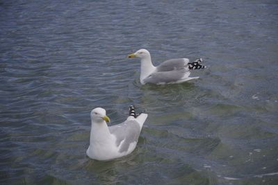 Swans swimming in water