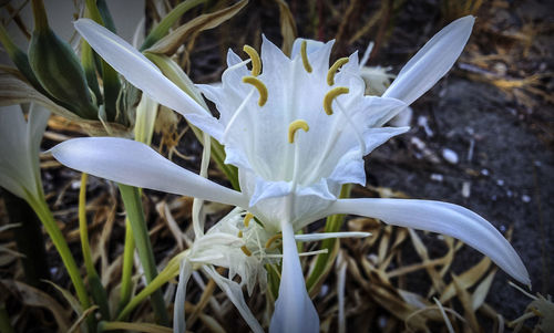 Close-up of white flowers