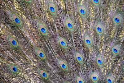 Close-up of peacock