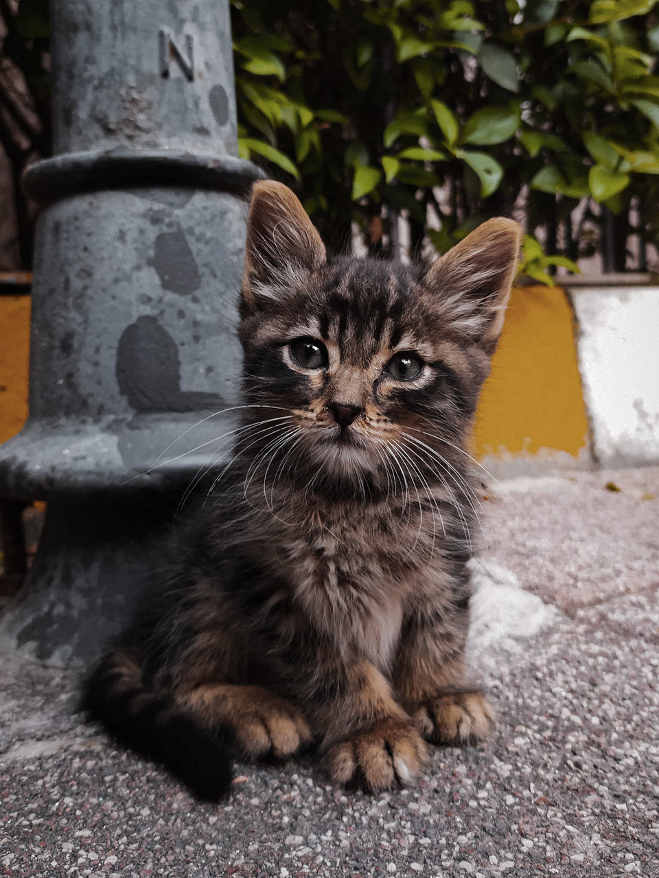 CLOSE-UP OF A CAT