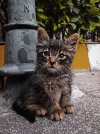 Close-up portrait of a cat