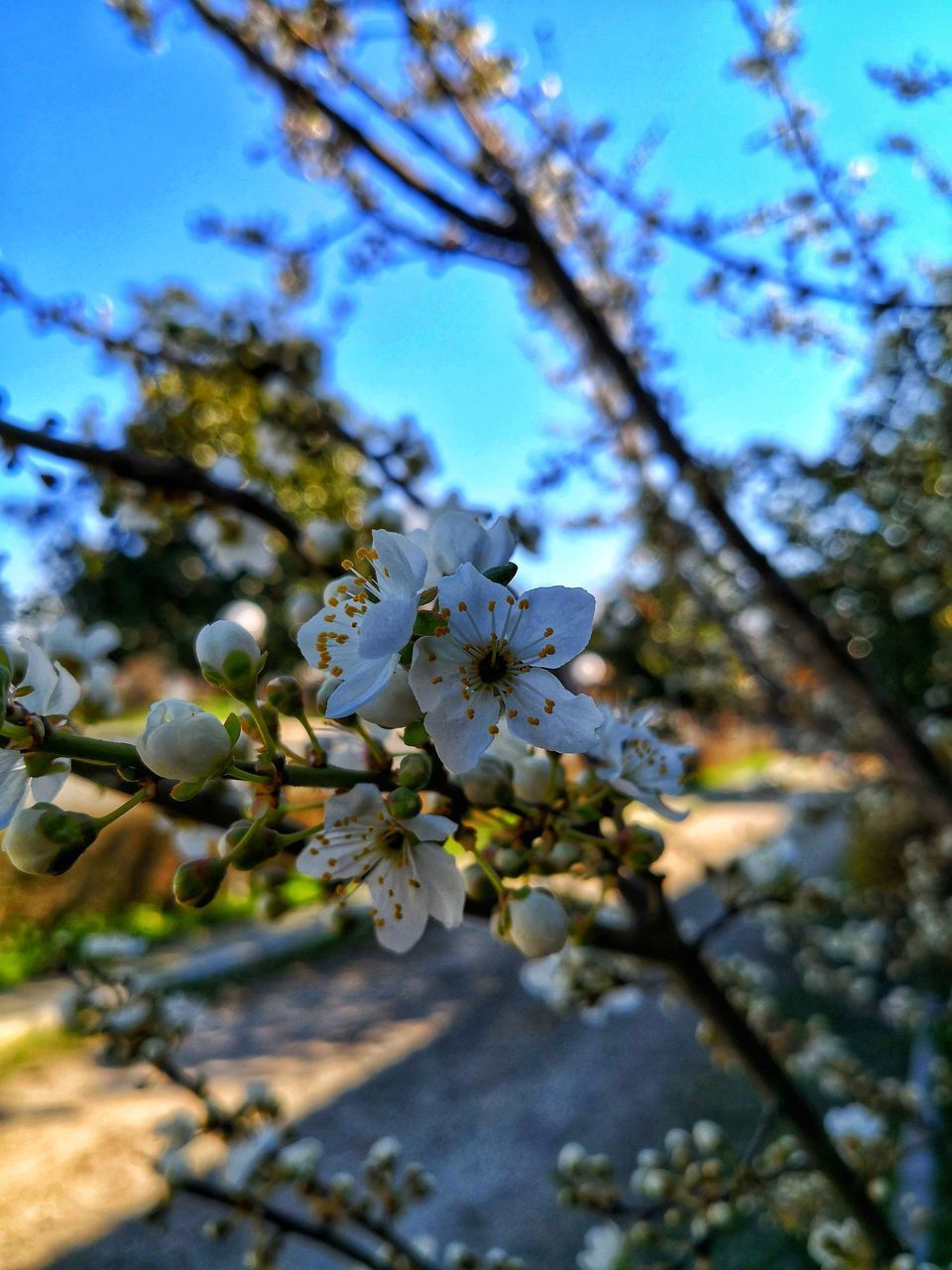 LOW ANGLE VIEW OF APPLE BLOSSOMS IN SPRING AGAINST SKY