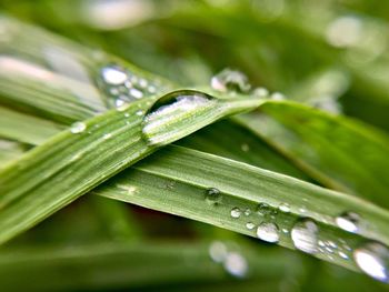 Close-up of raindrops on green leaves