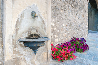 Potted plant in front of wall