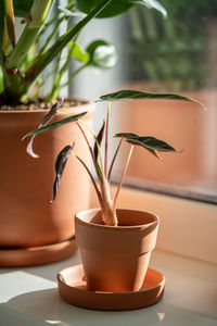 Close-up of potted plant on table