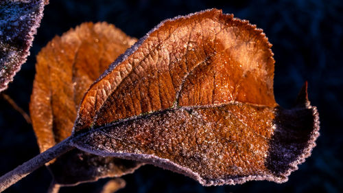 Close-up of dried leaf on plant during winter