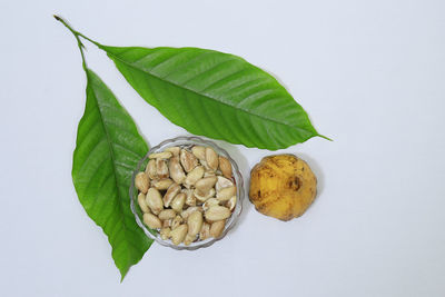 Directly above shot of fresh leaves against white background