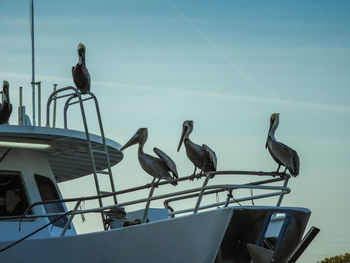 Low angle view of birds perching on boat against sky