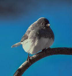 Low angle view of junco  perching against clear blue sky