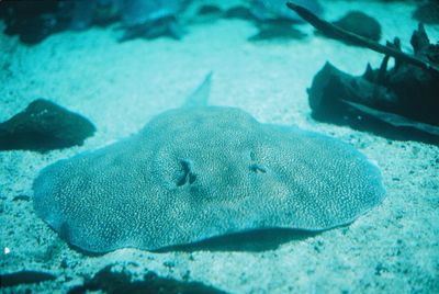 Close-up of fish in sea