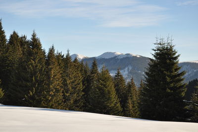 Trees on mountain against sky