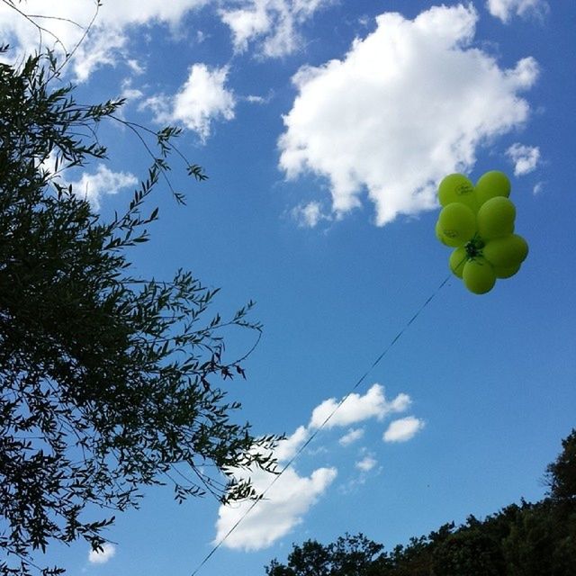 low angle view, tree, sky, blue, growth, branch, nature, beauty in nature, cloud - sky, cloud, flower, day, outdoors, no people, sunlight, tranquility, high section, freshness, leaf, treetop