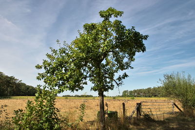 plant