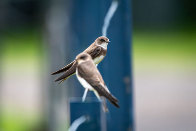 Close-up of bird perching