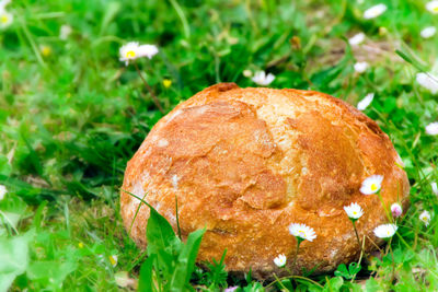 Close-up of mushroom growing on field