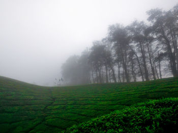 Trees on field against sky
