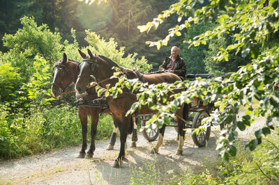 View of horse riding by trees