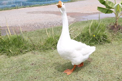 High angle view of white swan on field