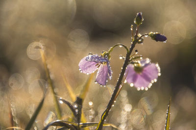 Close-up of wet purple flowering plant