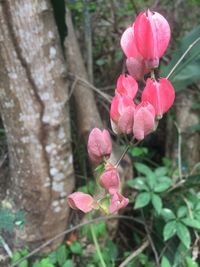 Close-up of pink flowers blooming outdoors