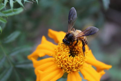 Close-up of bee on marigold