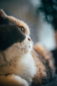 Close-up of cat looking away