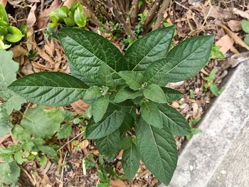 High angle view of leaves on plant