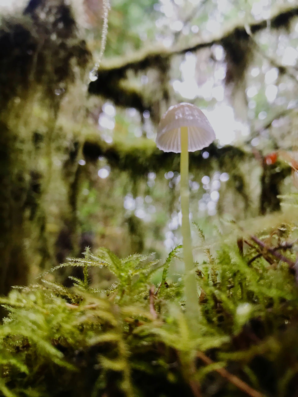 CLOSE-UP OF MUSHROOM ON FIELD