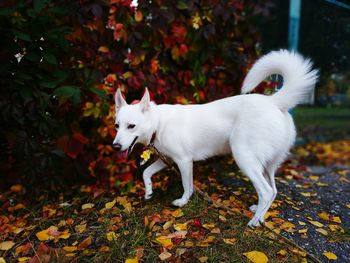 White dog with tongue outdoors golden autumn