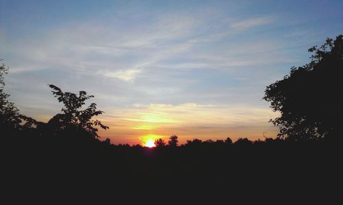 Silhouette of trees at sunset