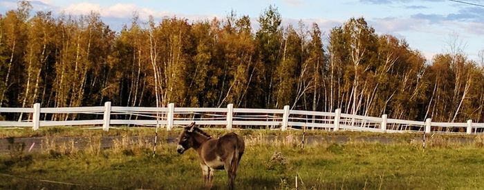 Horse grazing on field