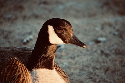 Close-up of a bird