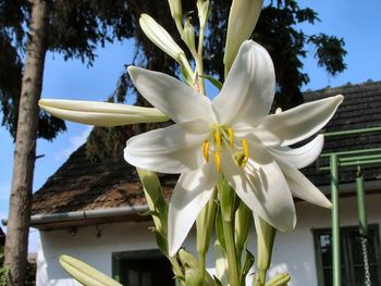 Close-up of white flowers