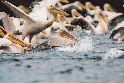 Pelicans flying over water