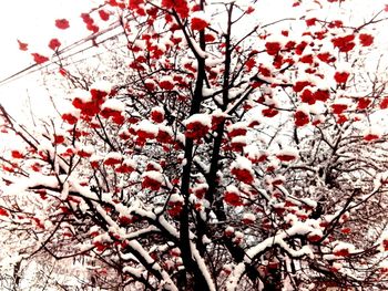 Low angle view of tree against sky