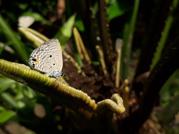 Close-up of insect on plant