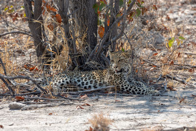 What a surprise a leopard 