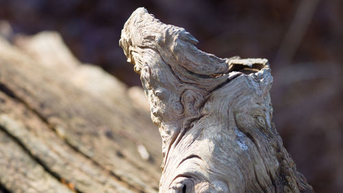 Close-up of horse statue