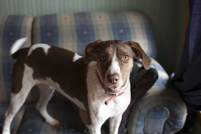 Bird dog standing on a couch