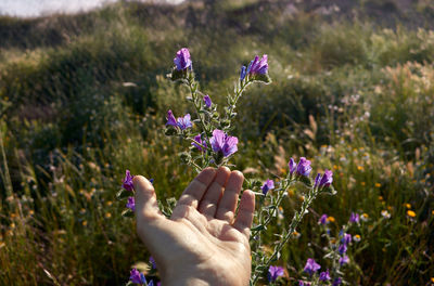 A hand touch a purple flowers in a spring morning